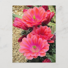 Cartão Postal Cactus:Cartão postal