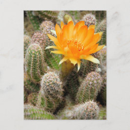 Cartão Postal Cactus:Cartão-postal