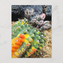 Cartão Postal Cactus:Cartão-postal