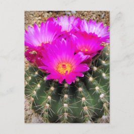 Cartão Postal Cactus:Cartão-postal