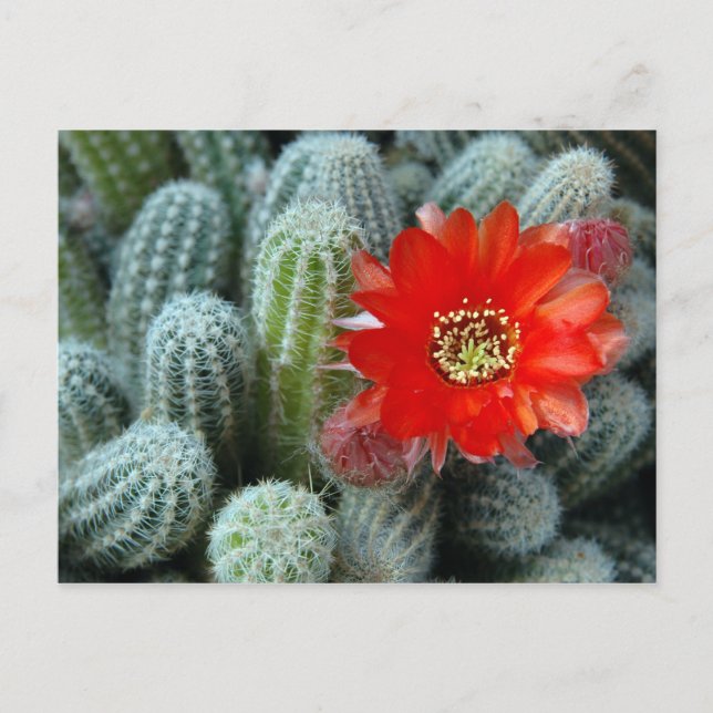 Cartão Postal Cactus com Flor Laranja (Frente)