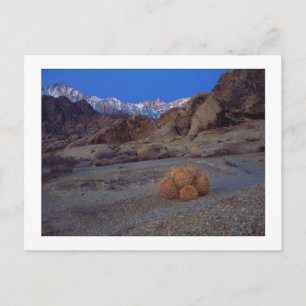 Cartão Postal "Cactus Com Vista"