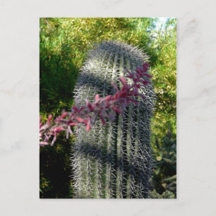 Cartão postal Cactus e flores