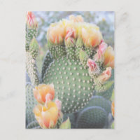 Cactus Flói Sangue Amarelo Rosa