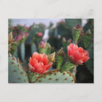 Cactus Flói Sangue Rosa Vermelho