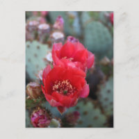 Cactus Flores De Sangue Rosa Profundo