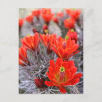 Cactus Flores Red Blooms Claret Cups