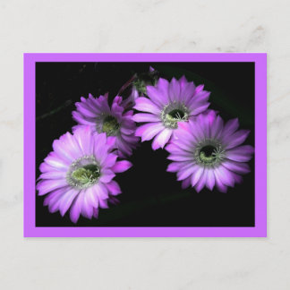 Cartão Postal Cactus Flower