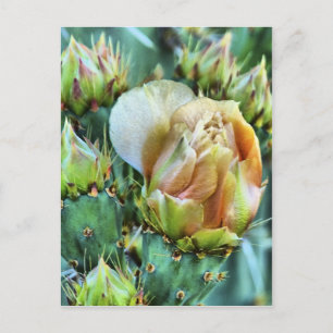 Cartão Postal Cactus Flower