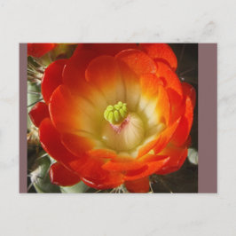 Cartão Postal Cactus Flower Postcard
