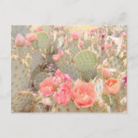 Cactus Flowers Pink Blooms Sunset