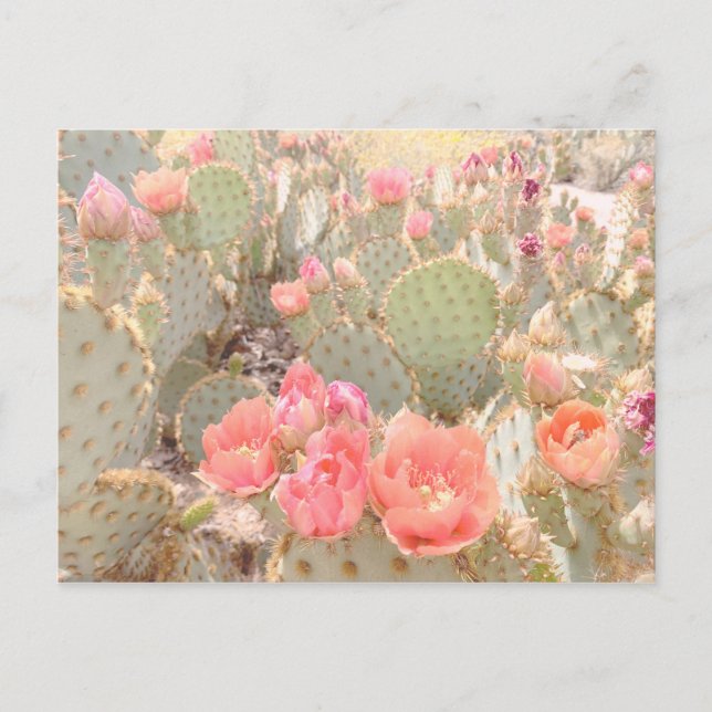 Cartão Postal Cactus Flowers Pink Blooms Sunset (Frente)