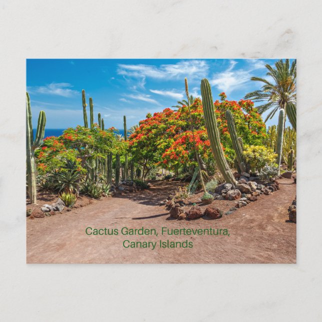 Cartão Postal Cactus Garen, Fuerteventura, Ilhas Canárias, (Frente)