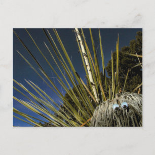 Cartão Postal cactus nº 1