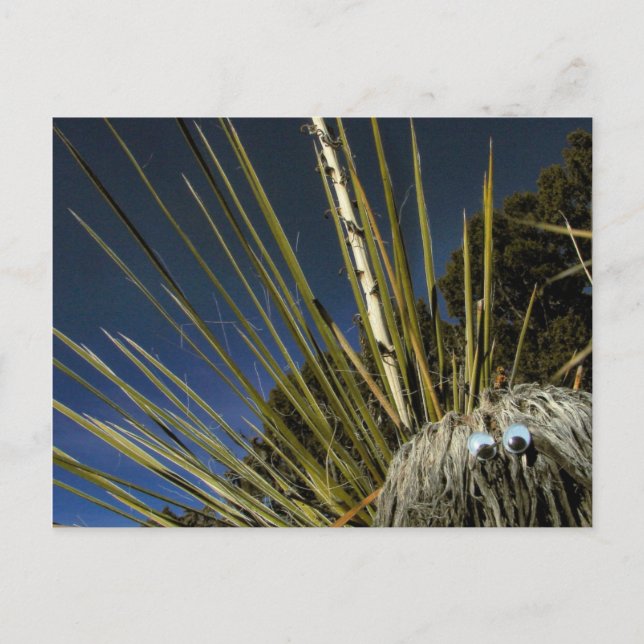 Cartão Postal cactus nº 1 (Frente)