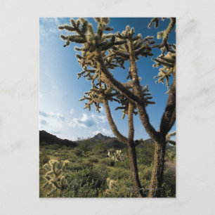 Cartão Postal Cactus no Parque Nacional de Saguaro, Arizona