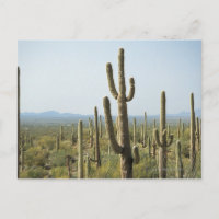 Cactus no Parque Nacional de Saguaro, Arizona 2