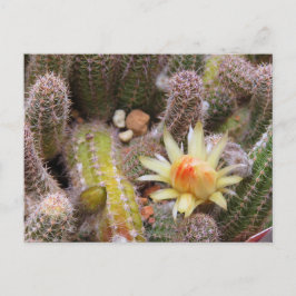 Cartão Postal Cactus：Postcard