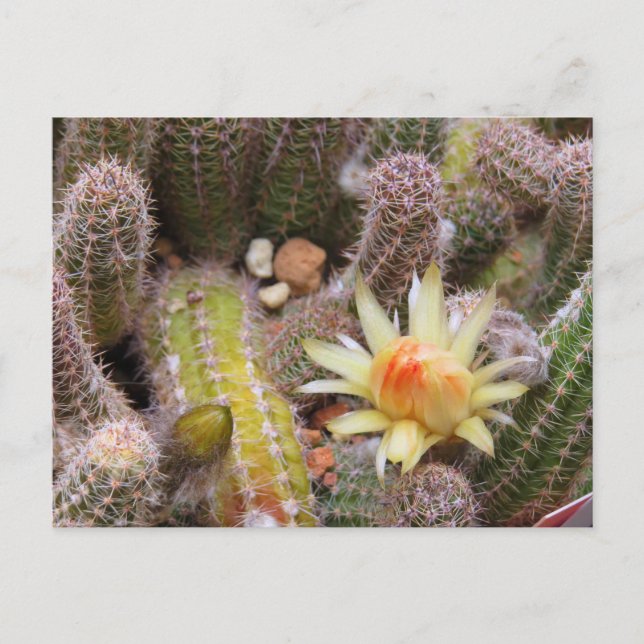 Cartão Postal Cactus：Postcard (Frente)