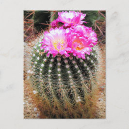 Cartão Postal Cactus:Postcard