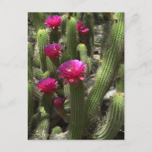 Cartão Postal Cactus Rosa