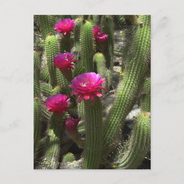 Cartão Postal Cactus Rosa (Frente)