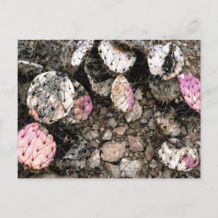 Cartão Postal Cactus Rosa morto