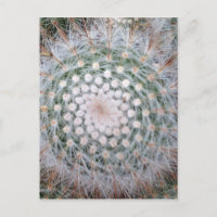 Cactus Spiral