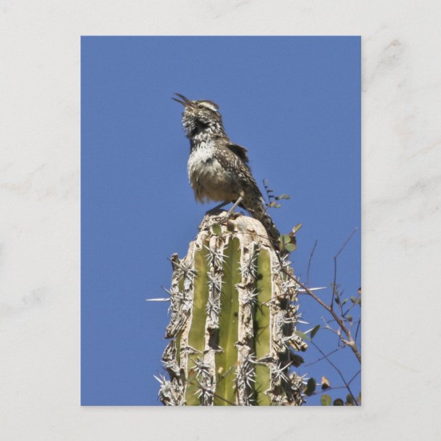 Cartão Postal Cactus Wren (Frente)