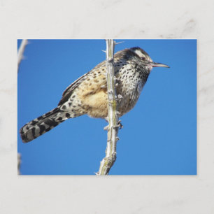 Cartão Postal Cactus Wren