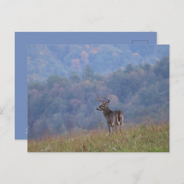 Cartão Postal Cades Cove Wildlife - Great Smoky Mountains (Frente/Verso)