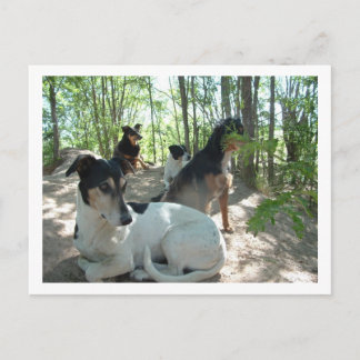 Cartão Postal cães