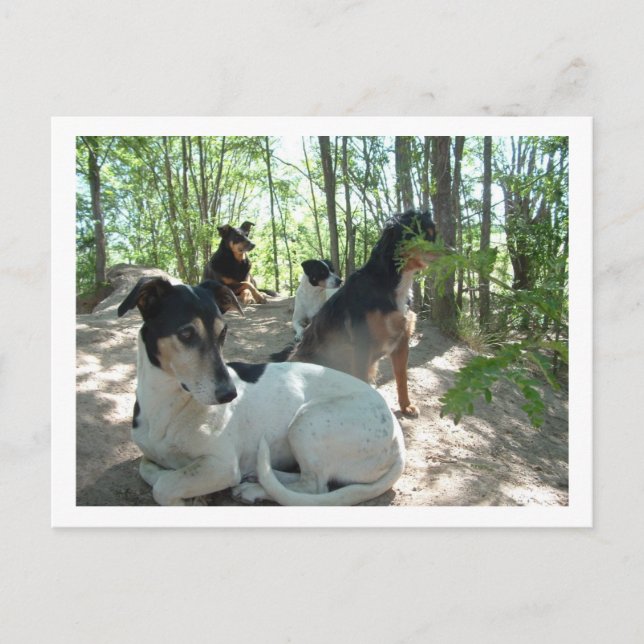 Cartão Postal cães (Frente)