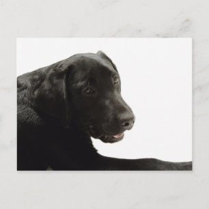 Cartão Postal Cães