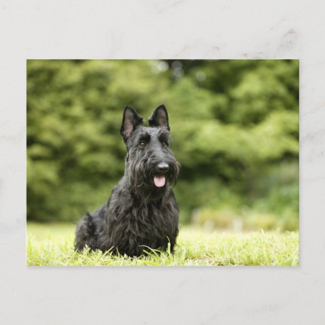 Cartão Postal Cães (Frente)