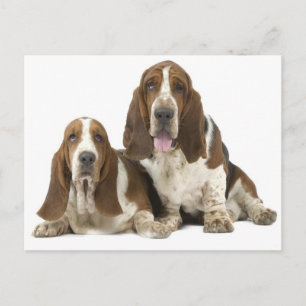 Cartão Postal Cães