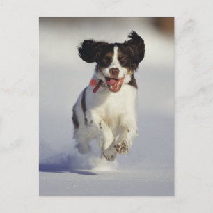 Cartão Postal Cães - 1
