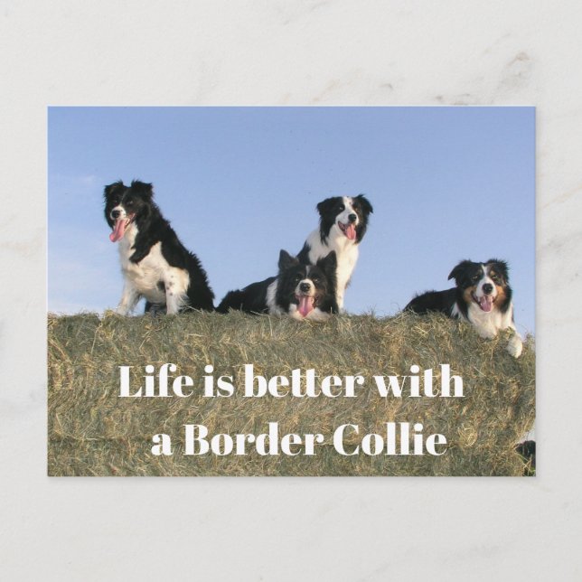 Cartão Postal Cães adoráveis (Frente)