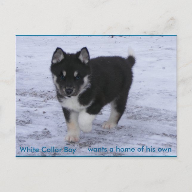 Cartão Postal Cães Adotados (Frente)