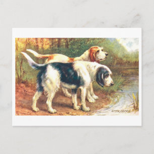 Cartão Postal Cães de caça à lontra vintage