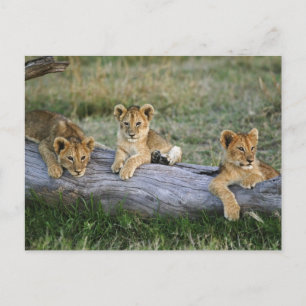 Cartão Postal Cães de leões em log, Panthera leo, Masai Mara, 