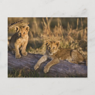Cartão Postal Cães de leões em log, Panthera leo, Masai Mara, 