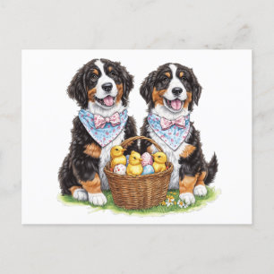 Cartão Postal Cães de Montanha Bernese páscoas
