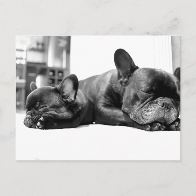 Cartão Postal Cães-de-ouro franceses dormindo lado a lado (Frente)