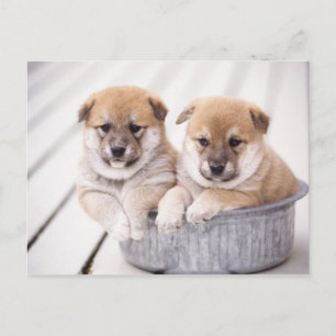 Cartão Postal Cães de Shiba Inu na banheira de alumínio
