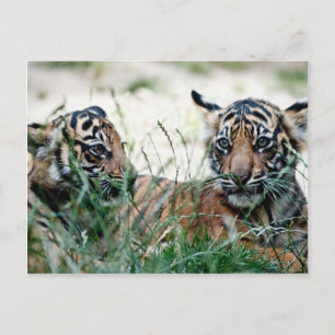 Cartão Postal Cães de tigre