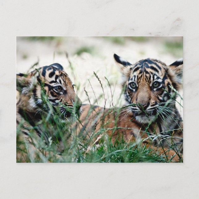 Cartão Postal Cães de tigre (Frente)