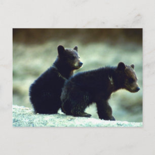 Cartão Postal Cães de Urso Negro
