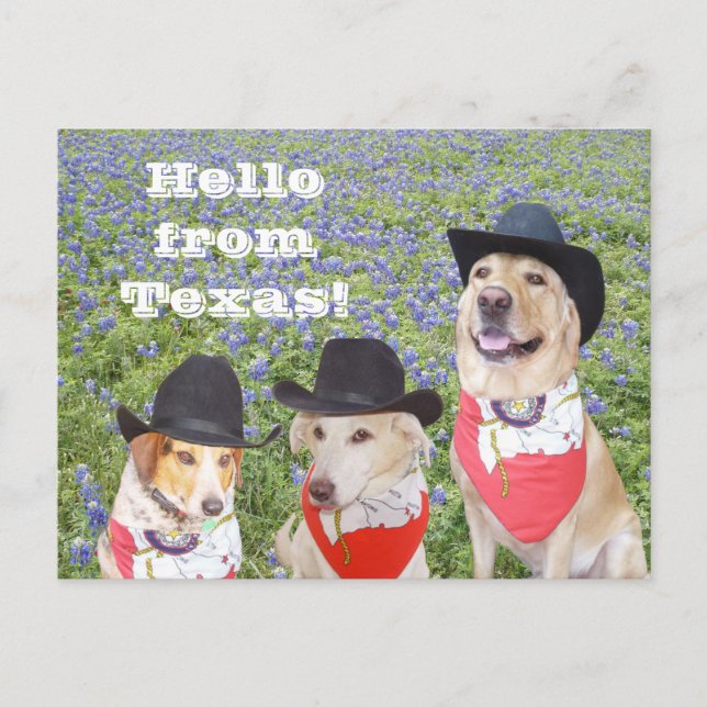 Cartão Postal Cães do Texas em Bluebonnets (Frente)