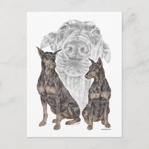 Cartão Postal Cães Doberman Negros